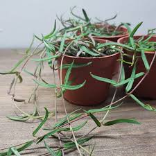 Image result for Ceropegia linearis