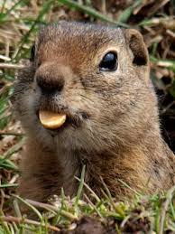 Outside A Store In Avon Colorado Cute Avon Colorado Colorado Native Wildlife