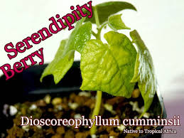 Image result for Dioscoreophyllum