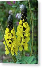 Image result for Senna didymobotrya