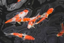 Push forward and backward to destroy the brain and the end of the spinal cord. 14 Things They Don T Tell You About Water In Koi School And What You Can Do About It Next Day Koi