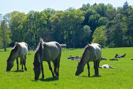 Stream tracks and playlists from tarpane on your desktop or mobile device. Tarpane Sind Bereits Ausgetorben Im Tierpark Sababurg Sieht Men Eine Ruckzuchtungsform Die Heckpferde Tierisch In Fahrt