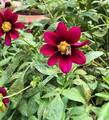 Image result for Dahlia sp. (cultivar)