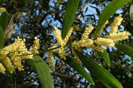 Image result for Acacia longifolia