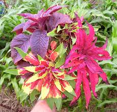 These are most common border plant or edge plants are being used in indian landscape. Pretty And Productive Plants For Brisbane Jerry Coleby Williams