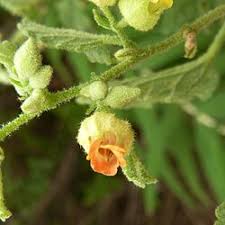 Image result for Hermannia floribunda