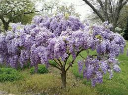 Image result for Vangueriopsis lanciflora