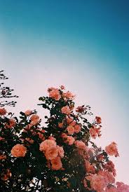 Flores Flower Aesthetic Aesthetic Wallpapers Flowers Photography