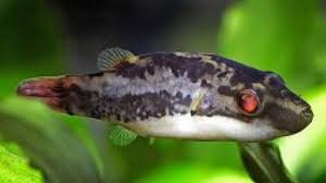 الحلم قليل ثابر Small Puffer Fish For Sale Findlocal Drivewayrepair Com