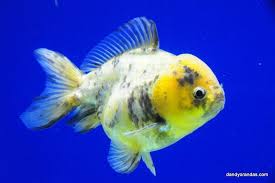 Lemon Black Ingot Oranda Dandyorandas Com Ingot Goldfish Fish Pet