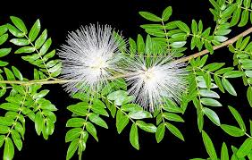 Image result for Calliandra haematocephala