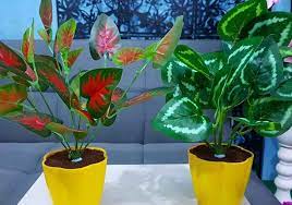 Jual tanaman hias november 9, 2017 · amuntai, indonesia · selamt pagi pecinta bunga.mhn maaf ya bunda sy agak jarang buka wall ini jd utk fast respon bisa cek Tanaman Hias Archives Aplikasi Pertanian Media Agribisnis Gdm Agri