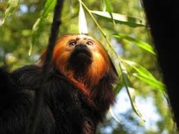 Get great results with our ai algorithms through renderforest online logo creation platform. Zoo Planckendael Wikipedia