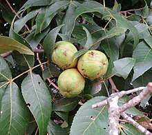 For hunters looking for a regular source of game, buying hunting land populated with hickory trees can promote a wider diversity of animals and build up populations of squirrel and deer who love the sweet hickory nut meat. Hickory Wikipedia