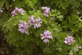 Image result for Pelargonium graveolens