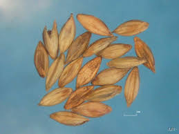 Image result for Urochloa arrecta