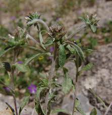 Image result for Gutenbergia polycephala