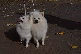 German Spitz Information Dog Breed Facts Dogell Com