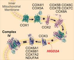 27, born 22 november 1993. Higd2a Is Required For Assembly Of The Cox3 Module Of Human Mitochondrial Complex Iv Molecular Cellular Proteomics