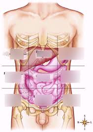 The quadrants are referred to as the left lower quadrant, left upper quadrant, r. Test 2 A P 9 Regions Of Abdominopelvic Cavity Diagram Quizlet