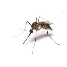522 n broadwaycoos bay, or, 97420. Causes Of Mosquito Infestations Mosquito Control Seattle Wa