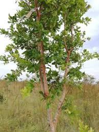 Image result for Hymenocardia