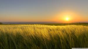 Download gratuito hd o trova immagini stock hd a tema paesaggio estivo soleggiato. Carta Da Parati Soleggiata Campo Prateria Cielo Erba Orzo Paesaggio Naturale Segale Grano 1354576 Wallpaperkiss