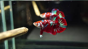 The betta (siamese fighting fish) is among the most popular fishes the due to the wide variety likewise, feeding your betta the right food is vital. Live Betta Fish Big Male Galaxy Metallic Super Red Koi Halfmoon Plakat Hmpk 2804 Youtube