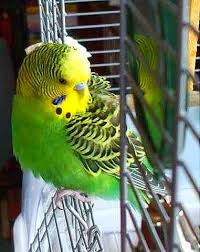 looks like lucky and kiwi hayvanlar