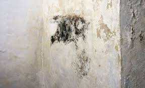 Schimmelschaden An Der Wand Schimmel Entfernen Schimmel Schimmel Wand