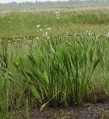 Image result for Agelanthus falcifolius