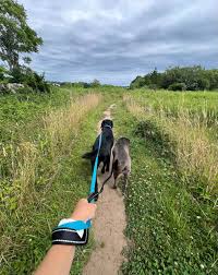 Hiking with Dogs at Hewitt Farm in North Stonington 🐾