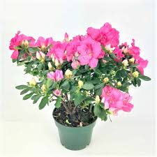 Now, azalea has become more of a common name within certain types of rhododendrons. Azalea Plant 6 Pot Wholesale Bulk Flowers Cascade Floral