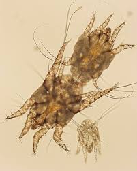 Image result for what do otodectes cynotis look like in dog fur