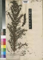 Image result for Anthospermum welwitschii