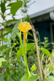 Image result for Ipomoea turbinata