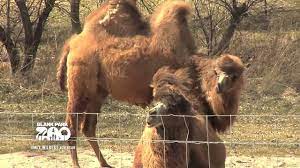 Bactrian camel / camelus bactrianus at zoos worldwide on zooinstitutes.com. Bactrian Camels Blank Park Zoo