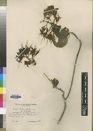 Image result for Pavetta cataractarum