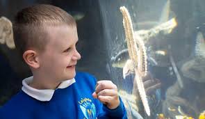 Plymouth Chronicle Derriford &amp; North November 2022 by Cornerstone  Vision