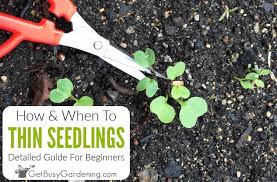 This is because pulling up root vegetables can easily disturb neighboring plants. Thinning Seedlings A Beginner S Guide For How To Thin Seedlings