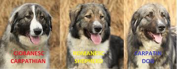 85 435 просмотров • 3 мая 2016 г. Romanian Carpathian Shepherd Dog Ciobanesc Romanesc Carpatin Facebook