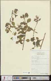 Image result for Heterotis decumbens