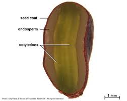 Image result for Androstachys