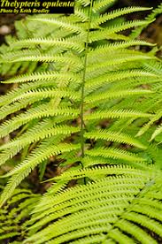 Image result for Amblovenatum opulentum