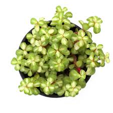 Image result for Cordia afra