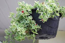 Baby Sun Rose Heart Leaf Ice Plant Trailing Succulent Etsy Ice Plant Plants Succulents