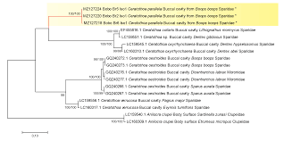 Image result for Cyclocotyla
