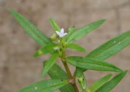 Image result for Oldenlandia hockii