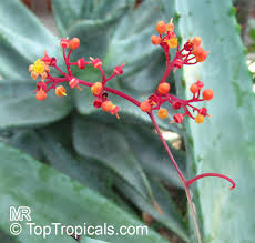 Image result for Cissus guerkeana