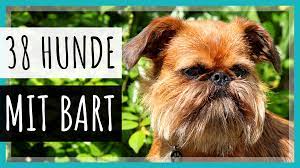 38 hunde mit bart hunde videos hunde bart